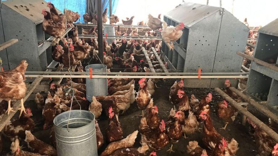 ¿Cómo aumentar la producción de huevos en gallinas?