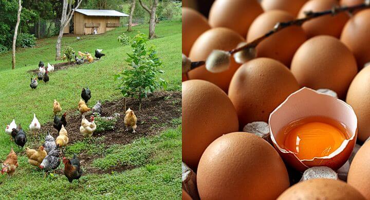 ¿Como debe ser la producción de huevos?