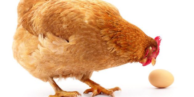 ¿Cómo funciona una granja de gallinas ponedoras?