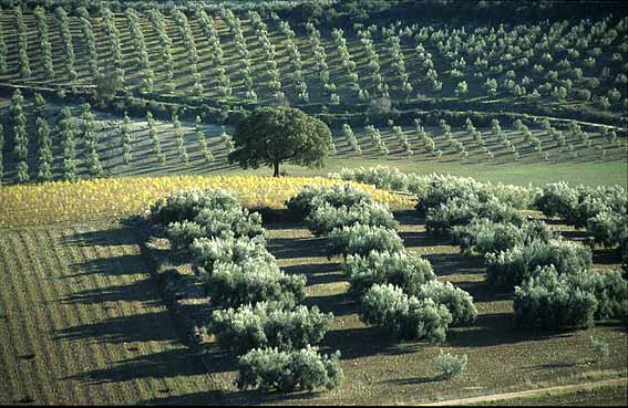 ¿Cuántas plantas de olivo entran en una hectárea?