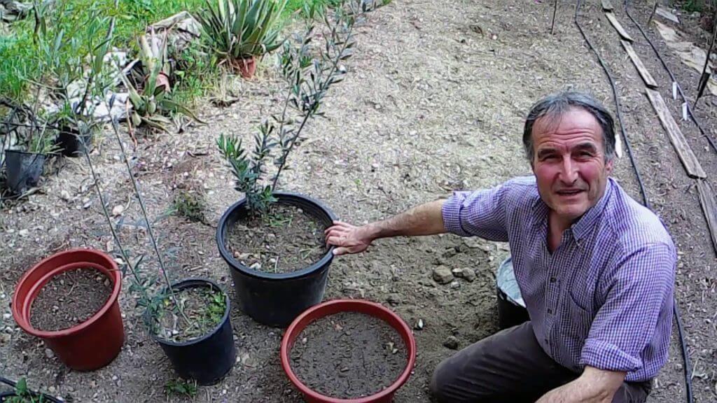 ¿Cuánto cuesta plantar olivos?