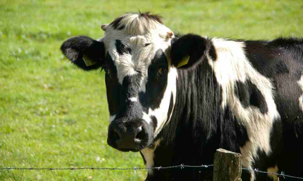 ¿Qué requisitos se deben cumplir para tener vacas?