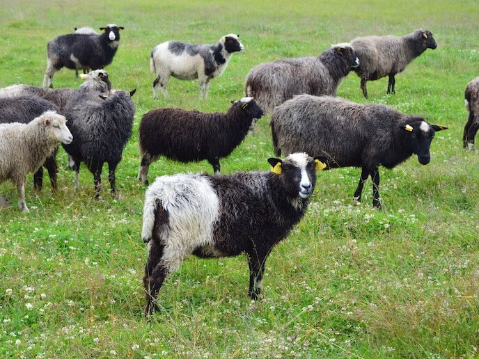 ¿Qué subvención tienen las ovejas?