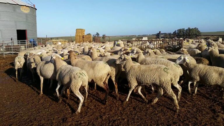 Venta de ovejas segureñas: calidad y seguridad garantizadas