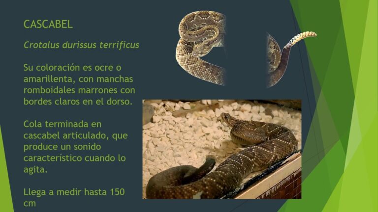 Serpientes venenosas en Andalucía: Identificación y prevención