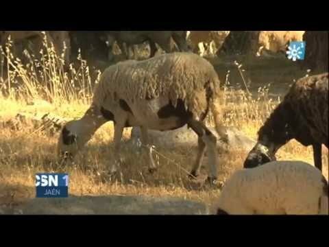 Venta de ovejas en Jaén: Opciones óptimas y convenientes