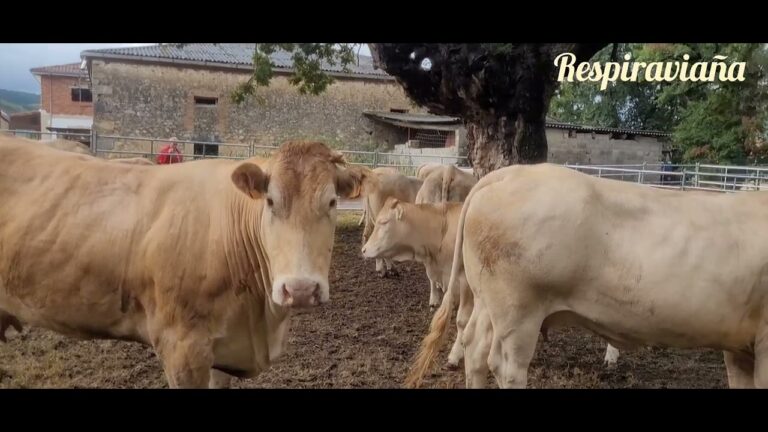 Ferias de ganado en Cantabria: Tradición, negocio y cultura