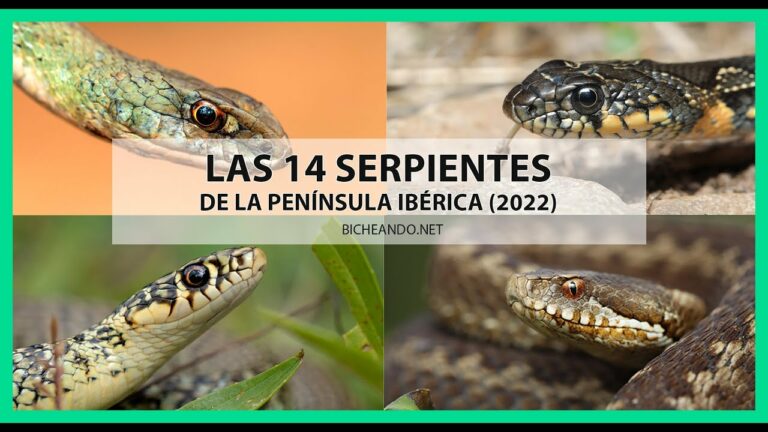 Culebras en Andalucía: Un vistazo a la fauna reptiliana de la región